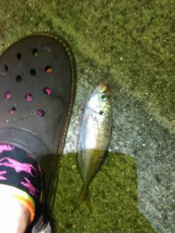 アジにメバルに